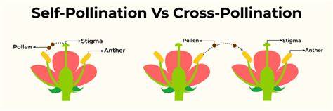 Differentiate between self pollination and cross pollination. - Toppr - raincitystudios.com