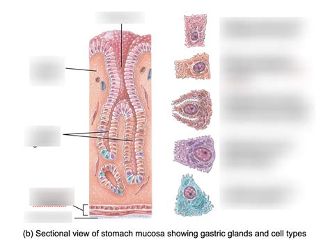 Digestive 132 Flashcards | Quizlet - muktibox.com