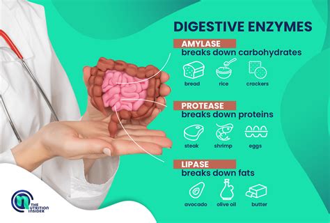 Digestive enzymes - Science Learning Hub - wintechmobiles.com