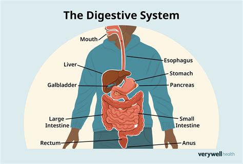 Digestive system - healthdirect - muktibox.com