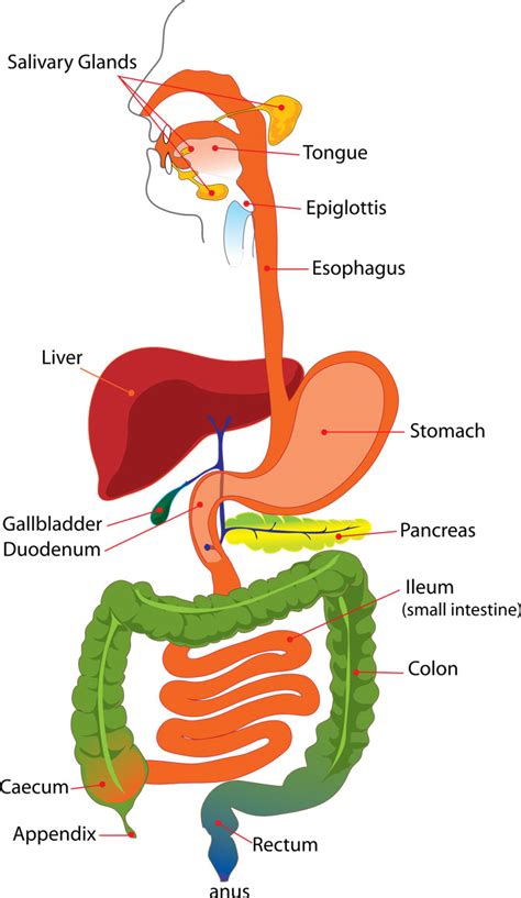 Digestive System Part - 2 | Anatomy & Physiology | BSc Nursing 1st ... - muktibox.com