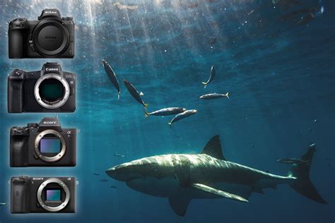 Digital Underwater Photography: Best Gear Combinations - raincitystudios.com