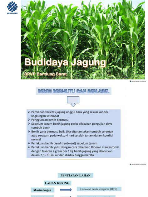 DIKTAT BUDIDAYA JAGUNG - Pertanian - raincitystudios.com