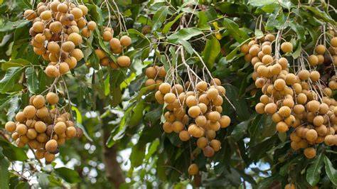 Dimocarpus longan subsp. longan var. longan - Springer - raincitystudios.com