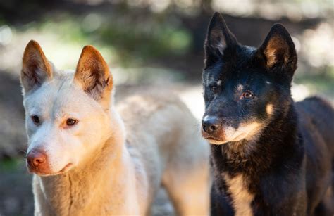 Dingoes | Bush Heritage Australia - muktibox.com