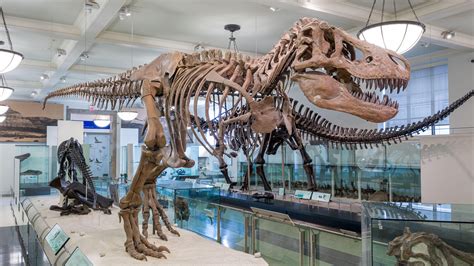 Dinosaur fossils exhibit in paleontology and archeology ... - Freepik - muktibox.com