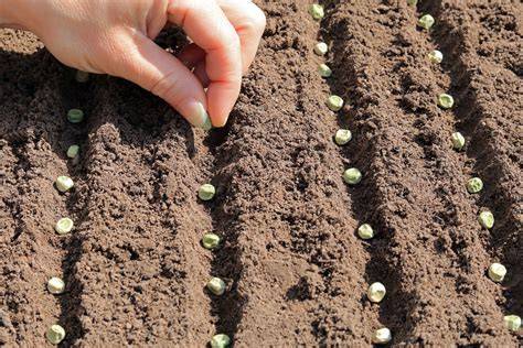 Direct Seeding (In-Ground Planting) - PLANTINGWELL - raincitystudios.com