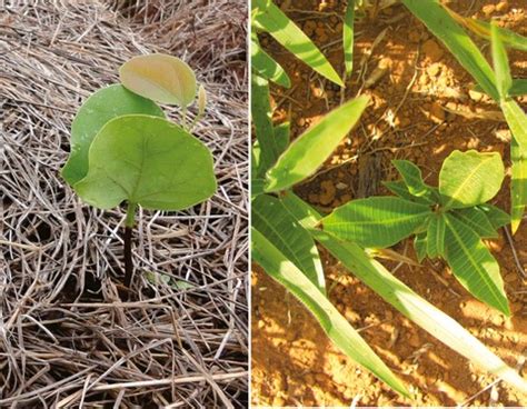 Direct seeding of 16 Brazilian savanna trees: responses to seed burial ... - raincitystudios.com