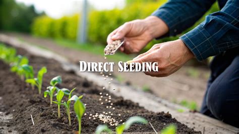 Direct Seeding - an overview | ScienceDirect Topics - raincitystudios.com