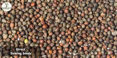 Direct sowing seeds - Home for the Harvest - raincitystudios.com