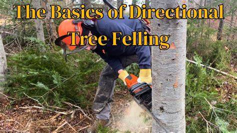 Directional Tree Felling – Selective Logging - Tajfun USA - raincitystudios.com