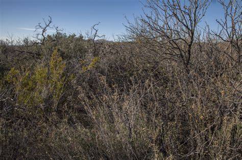 Discourage Thieves: 30 Thorny Bushes - Protech … - raincitystudios.com