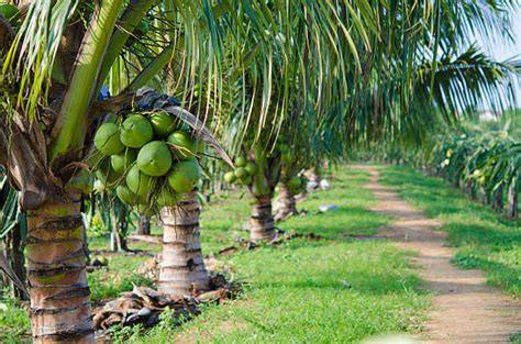 Discover Exceptional Coconut Varieties at Kadiyam … - raincitystudios.com