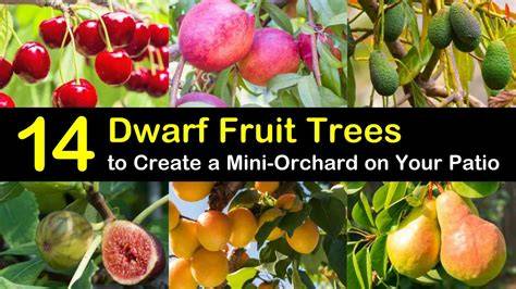 Discover the Best Types of Dwarf Fruit Trees for Your … - raincitystudios.com