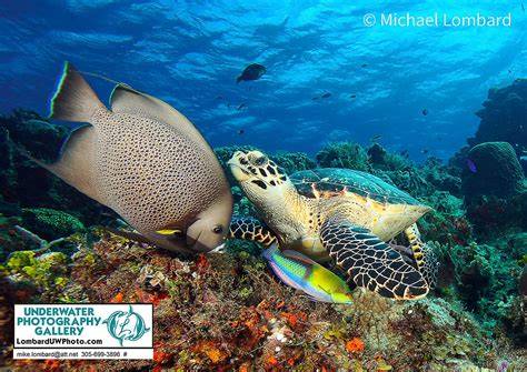 Discover the Best Underwater Photography Artistry - raincitystudios.com