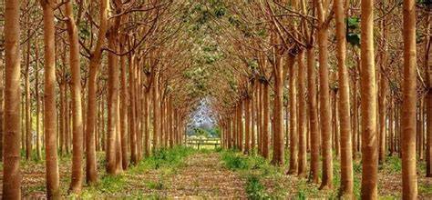 Discover the Fastest Growing Hardwood Tree - raincitystudios.com