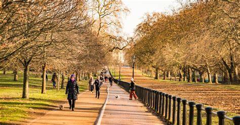 DISCOVER THE TREES OF THE ROYAL PARKS - raincitystudios.com