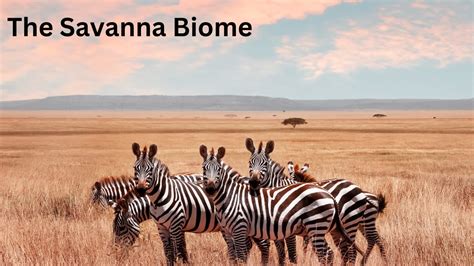 Discover the Ultimate Savanna Biome Tourist Attractions for Thrilling ... - raincitystudios.com