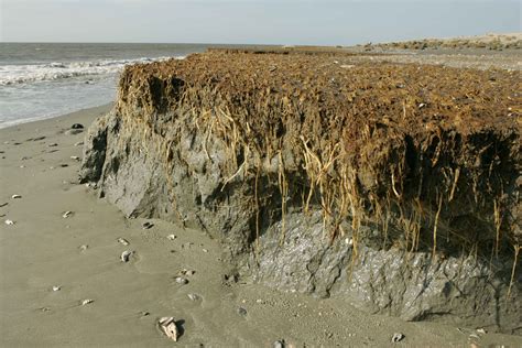 Disentangling the effect of coastal erosion and accretion on plant ... - raincitystudios.com
