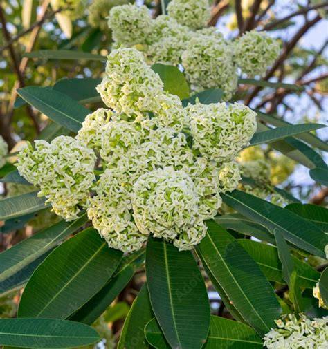 Dita Tree (Alstonia scholaris) - raincitystudios.com