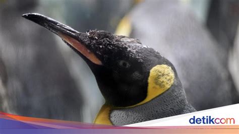 Ditemukan Koloni Baru Penguin Kaisar, Tapi ... - National Geographic - muktibox.com