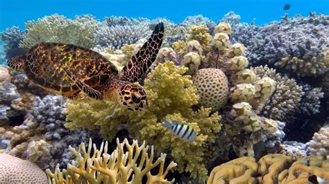Dive in: exploring the Great Barrier Reef ecosystem - wintechmobiles.com
