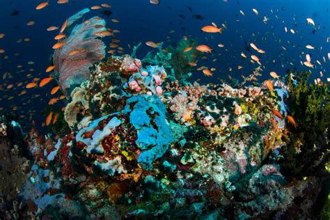 Dive Tubbataha Reefs: Top Philippines Dive Spot - wintechmobiles.com