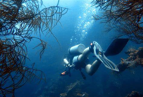 Dive with Abyss - Top Diving and Scuba Diving Courses in Sydney - raincitystudios.com