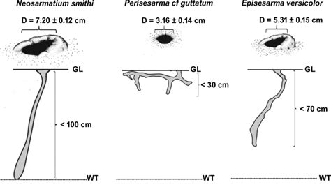 Diversity, burrow morphology, and ecological significance of freshwater ... - muktibox.com