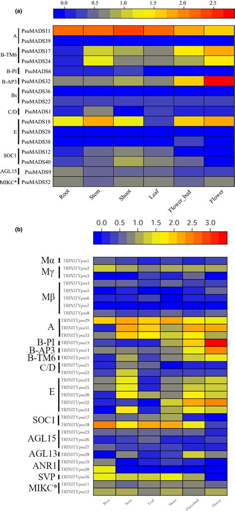 Diversity and Expression Patterns of MADS-Box Genes in Gnetum … - raincitystudios.com