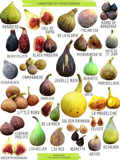 Diversity of Fig species and their ecological services in Pakke ... - raincitystudios.com