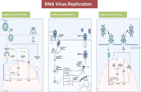 Diversity of Viral Replication Strategies - IntechOpen - muktibox.com