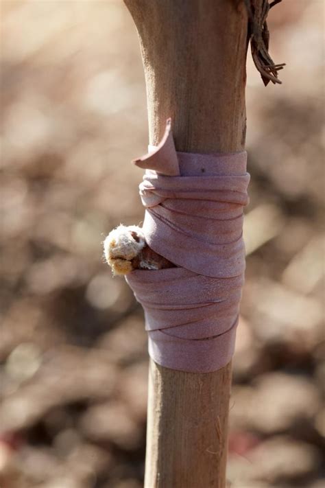 DIY: Grafting Grapes - Gardenista