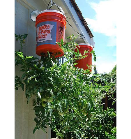 DIY 50 cent upside down tomato topsy-turvy planters Larry