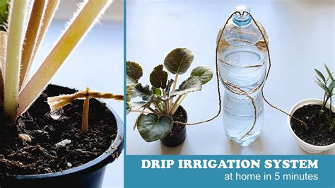 DIY A Simple 2 Liter Bottle Plant Drip Irrigation System - raincitystudios.com