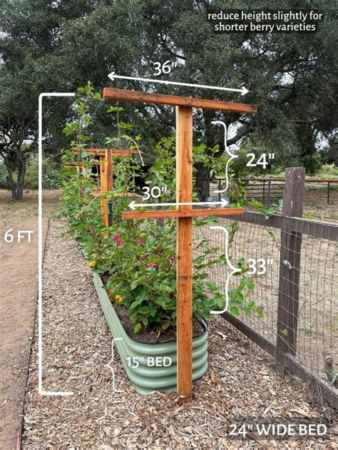 DIY Berry Trellis How to Build a Wire Raspberry or Blackberry Trellis