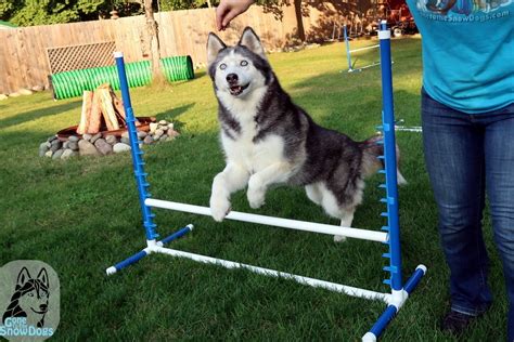 DIY Build Your Own Agility Jumps - Gone to the Snow Dogs