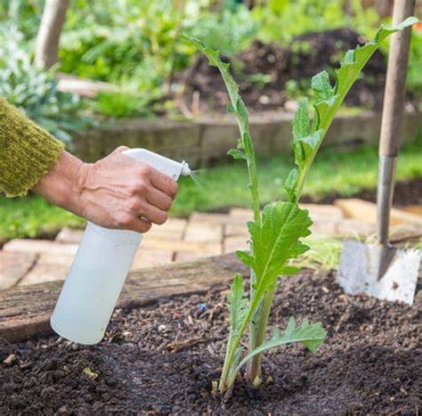 DIY Garlic Water Pesticide for Organic Pest Control - raincitystudios.com
