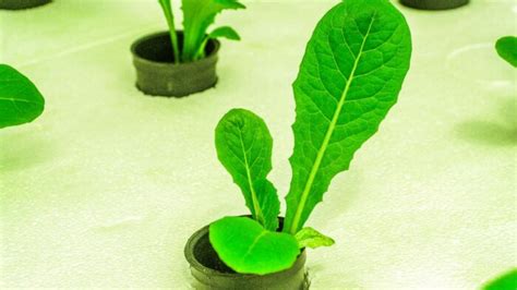 DIY Hydroponics Nutrients [The Best Recipe] - Grower … - wintechmobiles.com