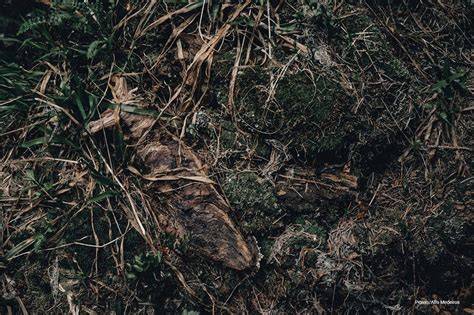 DIY Leaf Mold: The Secret to Super Soil - ECOgardener - raincitystudios.com