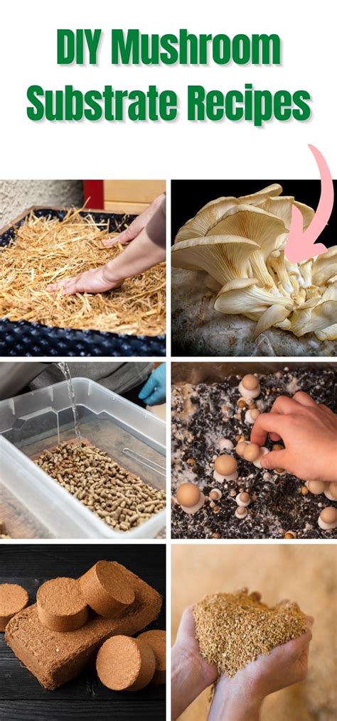 DIY Mushroom Substrate Recipes - Mushroom … - raincitystudios.com
