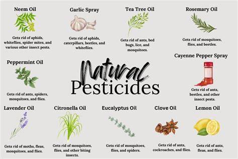 DIY Non-Toxic Pesticides - Honest to Goodness - raincitystudios.com