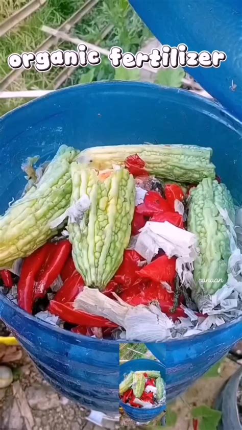 DIY Organic Fertilizer From Vegetable Scraps For … - raincitystudios.com