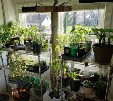 DIY Portable Indoor Greenhouse And Tips So Easily Distracted