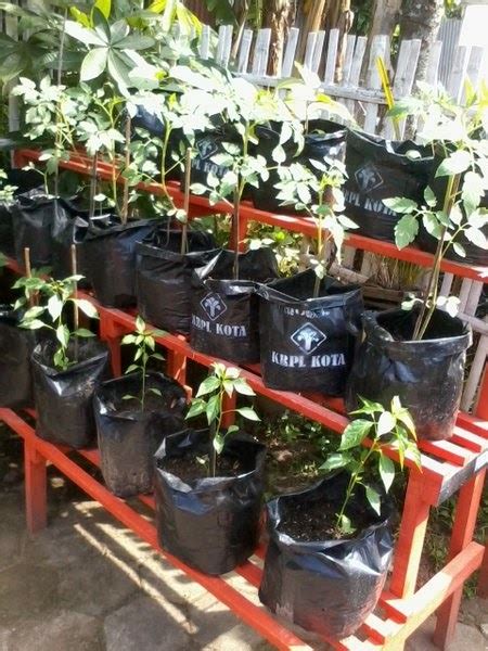 DIY Rak Tanaman Sayur - Cara Membuat Rak Tanaman Sayur dari … - raincitystudios.com
