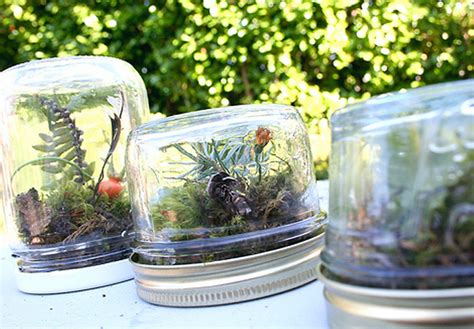 DIY bottle terrariums make great holiday gifts Illinois Extension