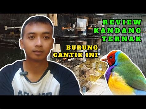 DMC FINCH SURABAYA - YouTube