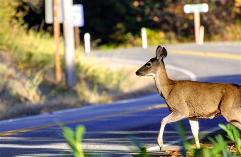 DMV and DEC warn of increased risk of fall wildlife crashes