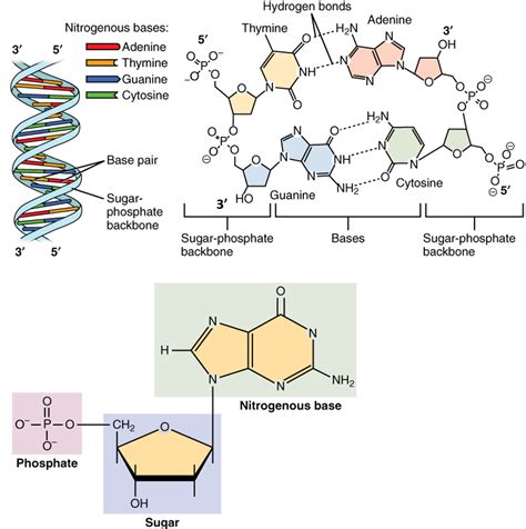 DNA, RNA and the Genome (Part 2) 1. Outline the structure of a ... - wintechmobiles.com