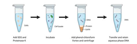 DNA/DNA Extraction & Purification Protocols - protocol - muktibox.com